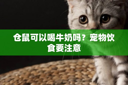 倉鼠可以喝牛奶嗎？寵物飲食要注意