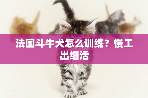 法國斗牛犬怎么訓練？慢工出細活