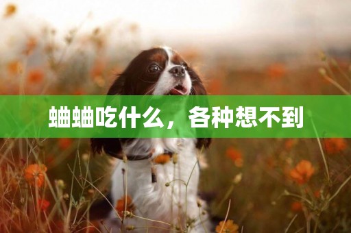 蛐蛐吃什么，各種想不到