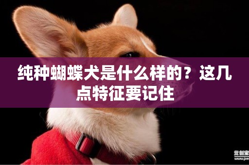 純種蝴蝶犬是什么樣的？這幾點特征要記住