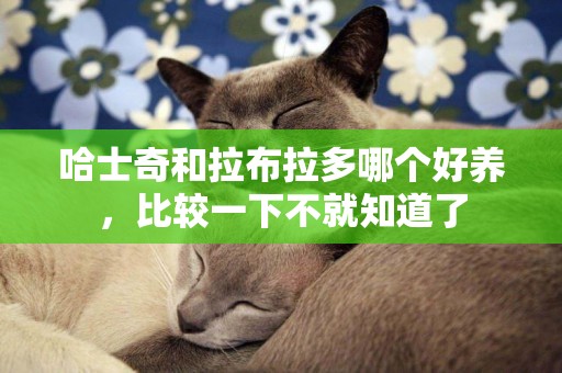 哈士奇和拉布拉多哪個好養，比較一下不就知道了