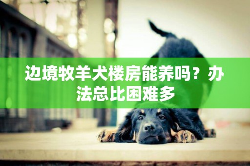 邊境牧羊犬樓房能養嗎？辦法總比困難多