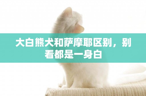 大白熊犬和薩摩耶區別，別看都是一身白