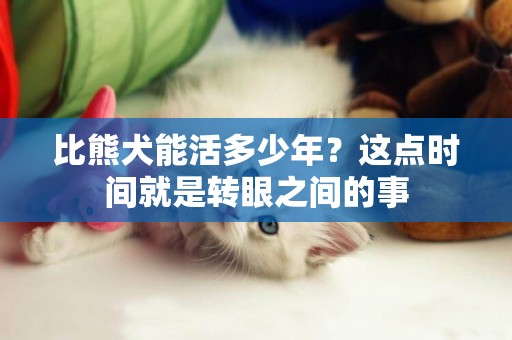 比熊犬能活多少年？這點時間就是轉眼之間的事