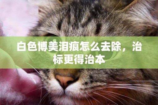 白色博美淚痕怎么去除，治標更得治本