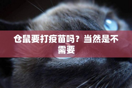 倉鼠要打疫苗嗎？當然是不需要