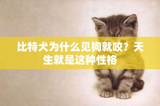 比特犬為什么見狗就咬？天生就是這種性格
