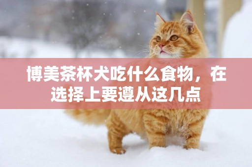 博美茶杯犬吃什么食物，在選擇上要遵從這幾點