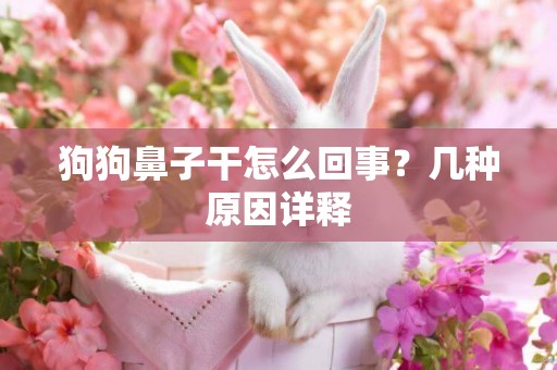 狗狗鼻子干怎么回事？幾種原因詳釋