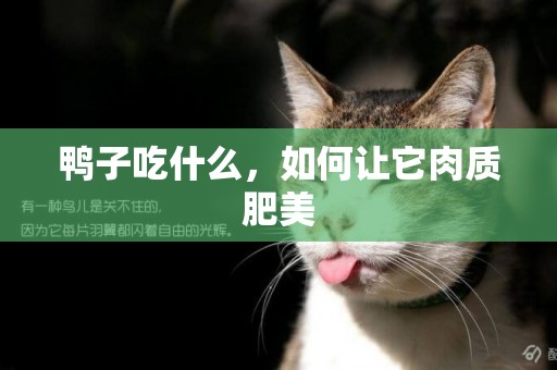 鴨子吃什么，如何讓它肉質肥美