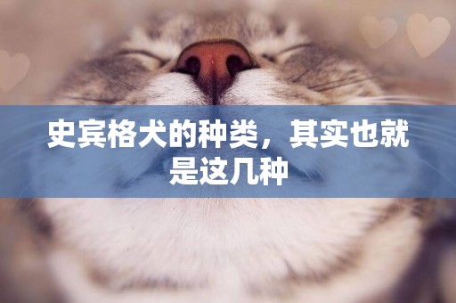 史賓格犬的種類，其實也就是這幾種