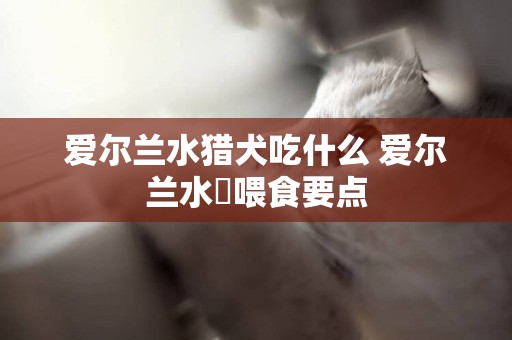 愛爾蘭水獵犬吃什么 愛爾蘭水獚喂食要點
