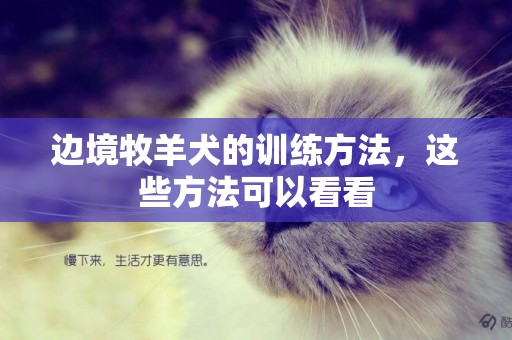 邊境牧羊犬的訓練方法，這些方法可以看看