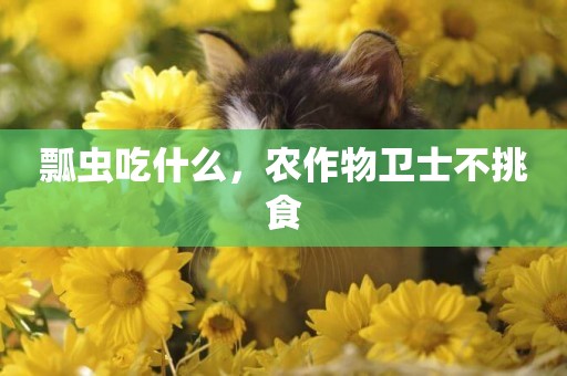 瓢蟲吃什么，農作物衛士不挑食