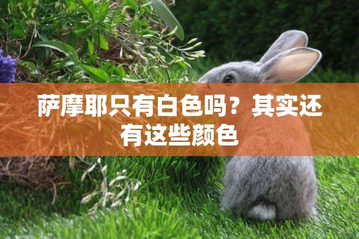 薩摩耶只有白色嗎？其實還有這些顏色