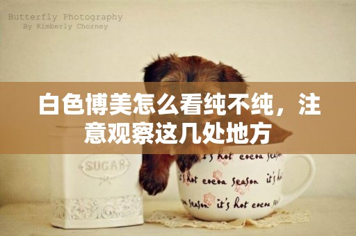 白色博美怎么看純不純，注意觀察這幾處地方