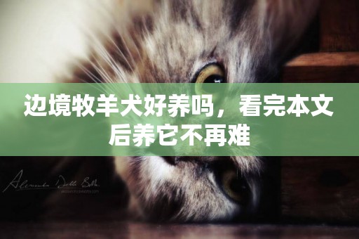 邊境牧羊犬好養嗎，看完本文后養它不再難