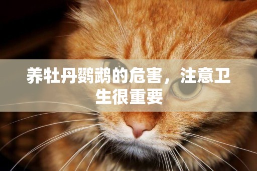 養牡丹鸚鵡的危害，注意衛生很重要