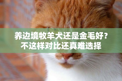 養邊境牧羊犬還是金毛好？不這樣對比還真難選擇