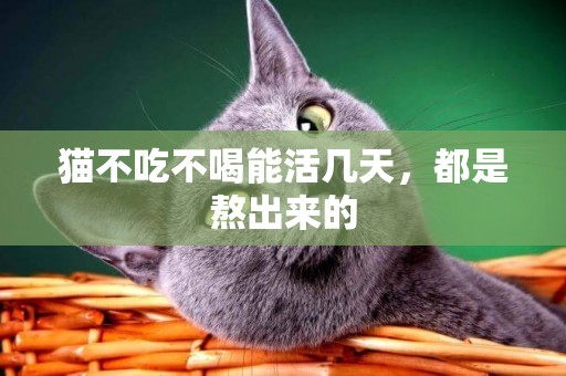 貓不吃不喝能活幾天，都是熬出來的