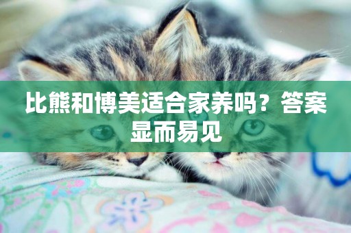 比熊和博美適合家養嗎？答案顯而易見