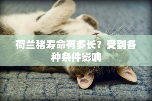 荷蘭豬壽命有多長？受到各種條件影響