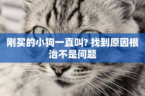 剛買的小狗一直叫? 找到原因根治不是問題