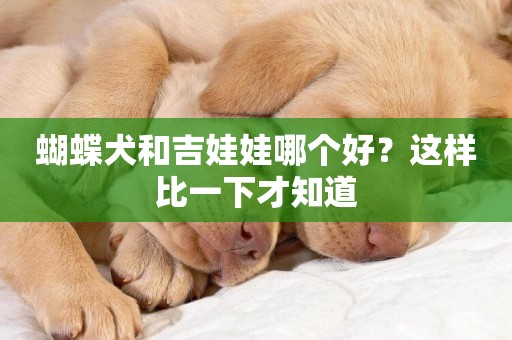 蝴蝶犬和吉娃娃哪個好？這樣比一下才知道