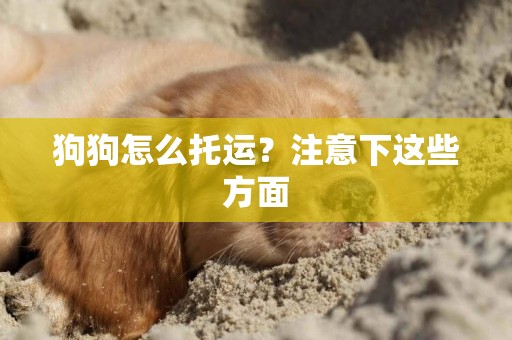 狗狗怎么托運？注意下這些方面