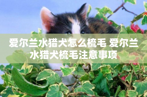 愛爾蘭水獵犬怎么梳毛 愛爾蘭水獵犬梳毛注意事項