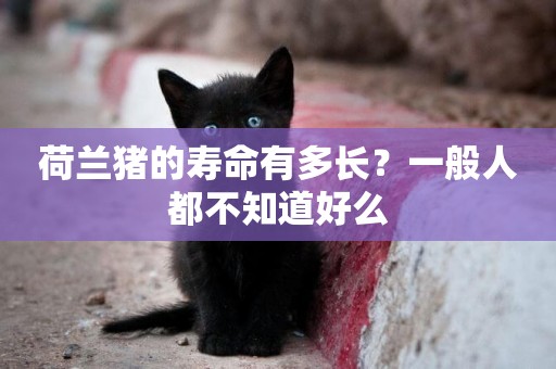 荷蘭豬的壽命有多長？一般人都不知道好么