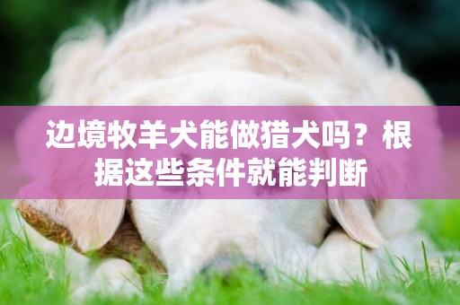 邊境牧羊犬能做獵犬嗎？根據這些條件就能判斷