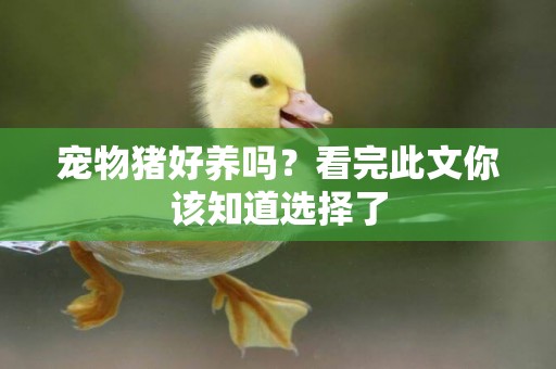 寵物豬好養嗎？看完此文你該知道選擇了