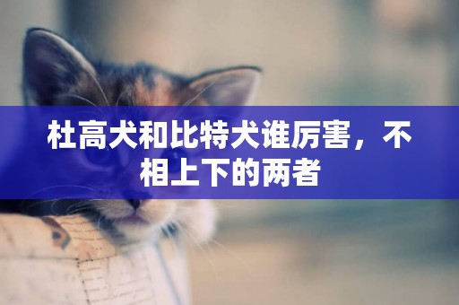 杜高犬和比特犬誰厲害，不相上下的兩者