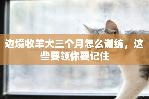 邊境牧羊犬三個月怎么訓練，這些要領你要記住