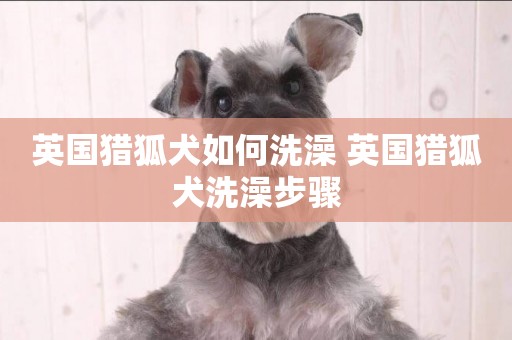 英國獵狐犬如何洗澡 英國獵狐犬洗澡步驟
