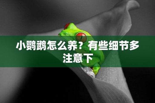 小鸚鵡怎么養？有些細節多注意下