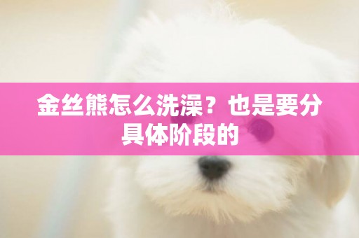 金絲熊怎么洗澡？也是要分具體階段的