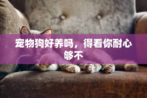 寵物狗好養嗎，得看你耐心夠不