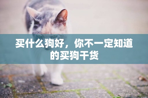 買什么狗好，你不一定知道的買狗干貨