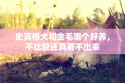 史賓格犬和金毛哪個好養，不比較還真看不出來