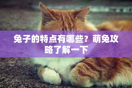 兔子的特點有哪些？萌兔攻略了解一下