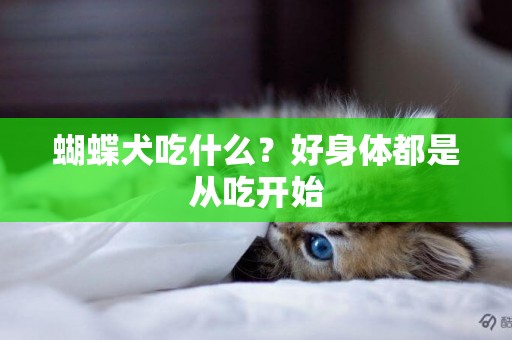 蝴蝶犬吃什么？好身體都是從吃開始