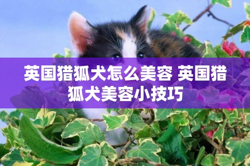 英國獵狐犬怎么美容 英國獵狐犬美容小技巧