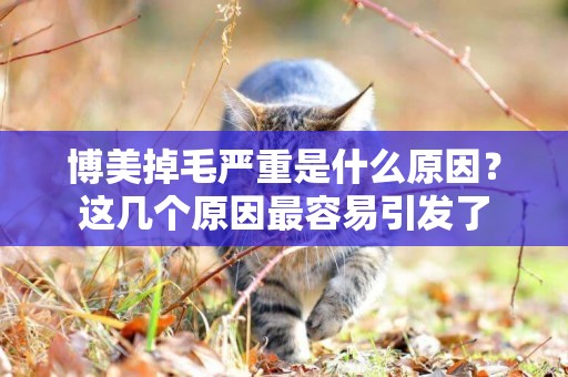 博美掉毛嚴重是什么原因？這幾個原因最容易引發了