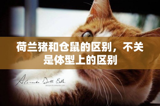 荷蘭豬和倉鼠的區別，不關是體型上的區別
