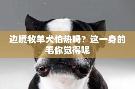 邊境牧羊犬怕熱嗎？這一身的毛你覺得呢
