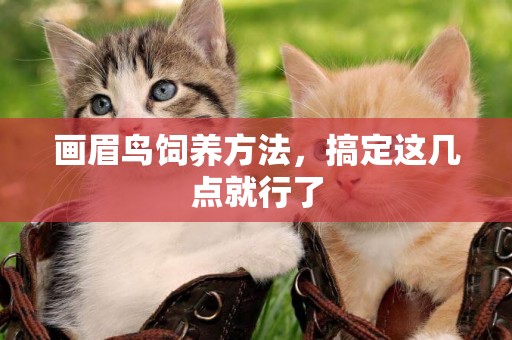 畫眉鳥飼養方法，搞定這幾點就行了