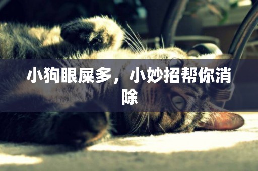 小狗眼屎多，小妙招幫你消除