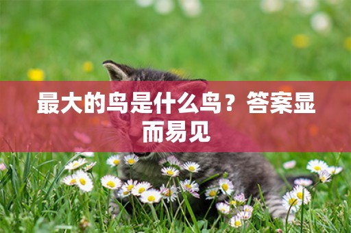 最大的鳥是什么鳥？答案顯而易見